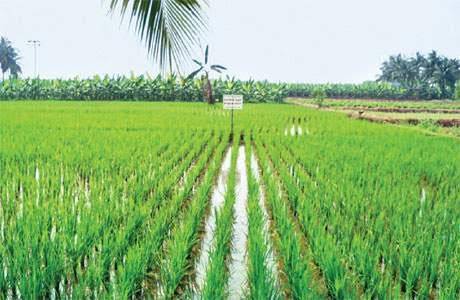 கார் பருவ சாகுபடியில் திருந்திய முறையில் நெல் சாகுபடி செய்து விவசாயிகள் அதிக மகசூல் பெறலாம் - வேளாண்மை இணை இயக்குநர் தகவல்!

