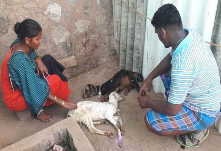கயத்தாறு அருகே மர்ம நோய் தாக்கி ஆடுகள் பலி - மருத்துவக்குழு ஆய்வு செய்ய கோரிக்கை