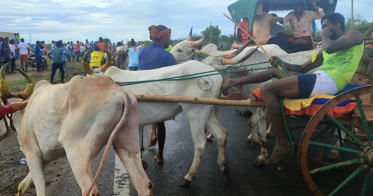 பாஞ்சாலங்குறிச்சியில் மாட்டுவண்டி  பந்தயம் - சீறி பாய்ந்த காளைகள்! 

