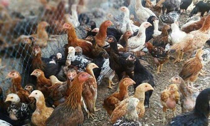 50 சதவீதம் மானியத்தில் நாட்டுக் கோழி வளர்ப்புத் திட்டத்திற்கு விண்ணப்பிக்கலாம் - மாவட்ட ஆட்சித்தலைவர் செந்தில்ராஜ் தகவல்
