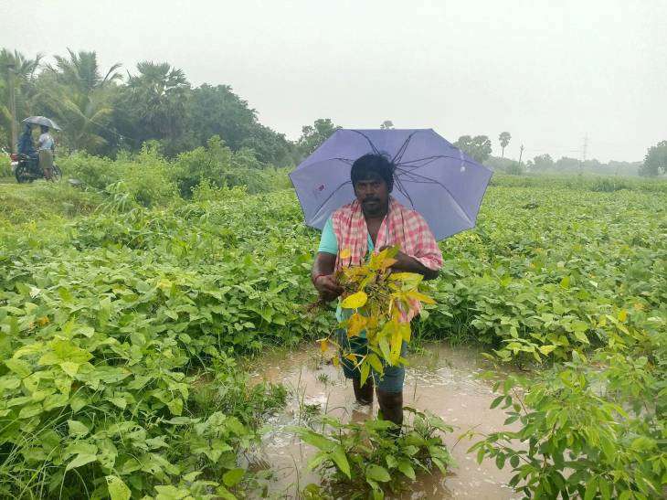 விளாத்திகுளம் : தண்ணீரில் பயிர்கள்... கண்ணீரில் விவசாயிகள்!