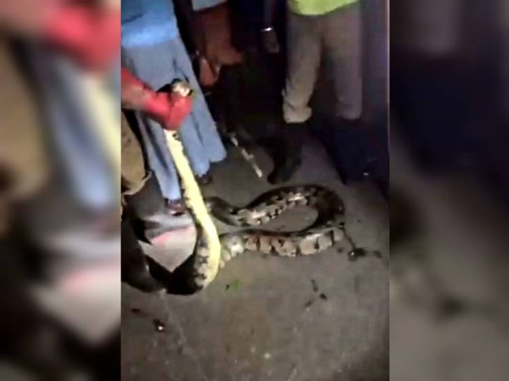 தூத்துக்குடியில் பிடிபட்ட ராட்சத மலைப் பாம்பால் பரபரப்பு!