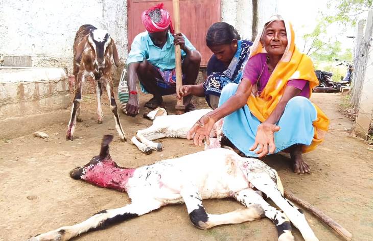 ஓட்டப்பிடாரம் அருகே வெறிநாய்கள் கடித்து 3 ஆடுகள் பலி : வேதனையில் மூதாட்டி!

