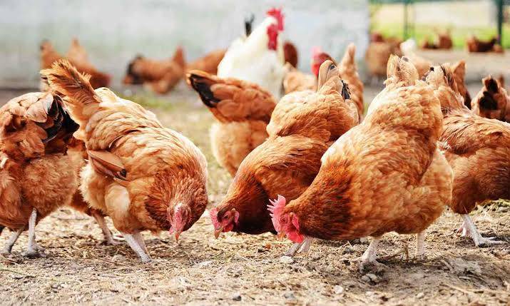 50 சதவீதம் மானியத்துடன் நாட்டுக்கோழி பண்ணை அமைக்க விண்ணப்பிக்கலாம் - தூத்துக்குடி கலெக்டர் தகவல்